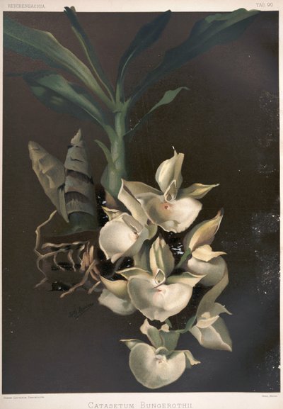 Catasetum pileatum as syn: Catasetum bungerothii by London H. Sotheran and Co.